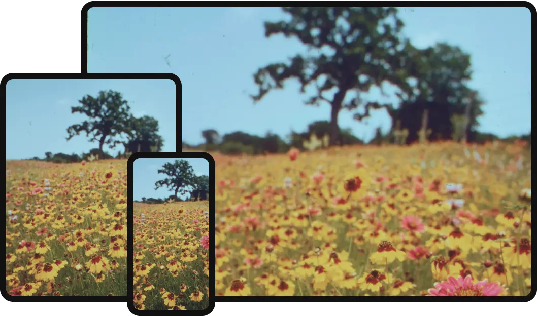 Teléfonos captando un prado pintoresco de flores silvestres con árboles